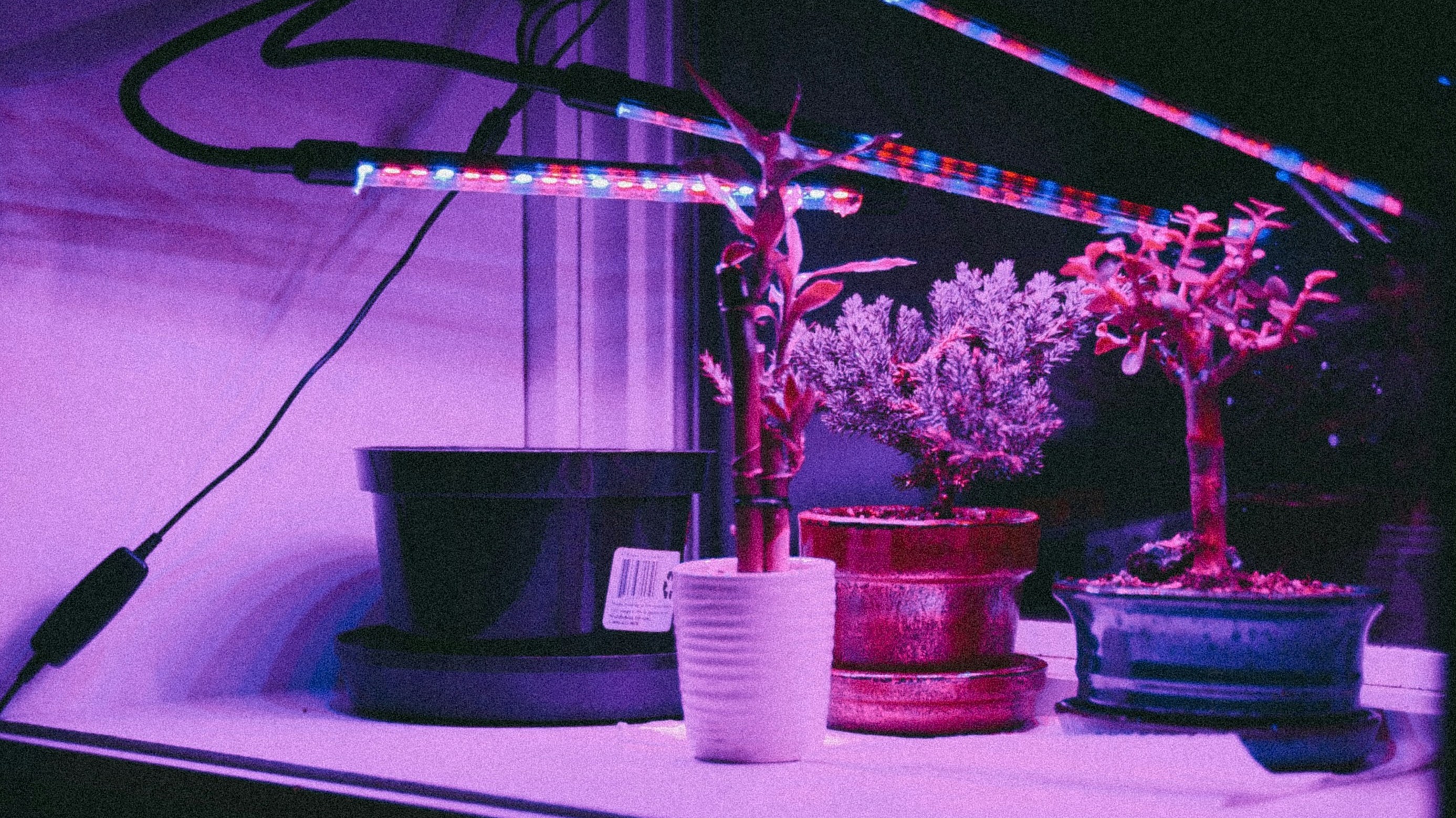 An eerie image of a makeshift experiment with a collection of plants and LED strips